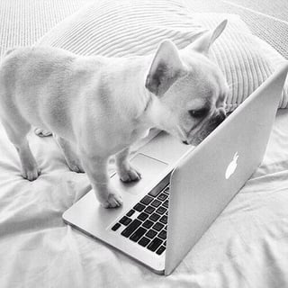 French Bulldog on a laptop